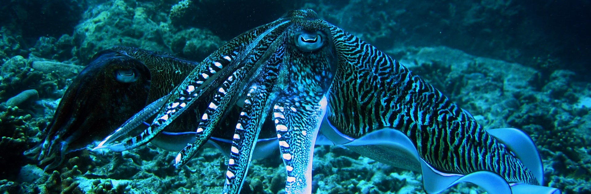 Night diving in Phuket brings out spectacular creatures like this electric Cuttlefish