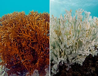 Reef Safe Sunscreens For Healthy Corals